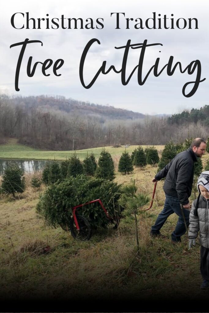 Man pulling cut Christmas tree at a farm on a wagon with text overlay that says Christmas Tradition Tree Cutting